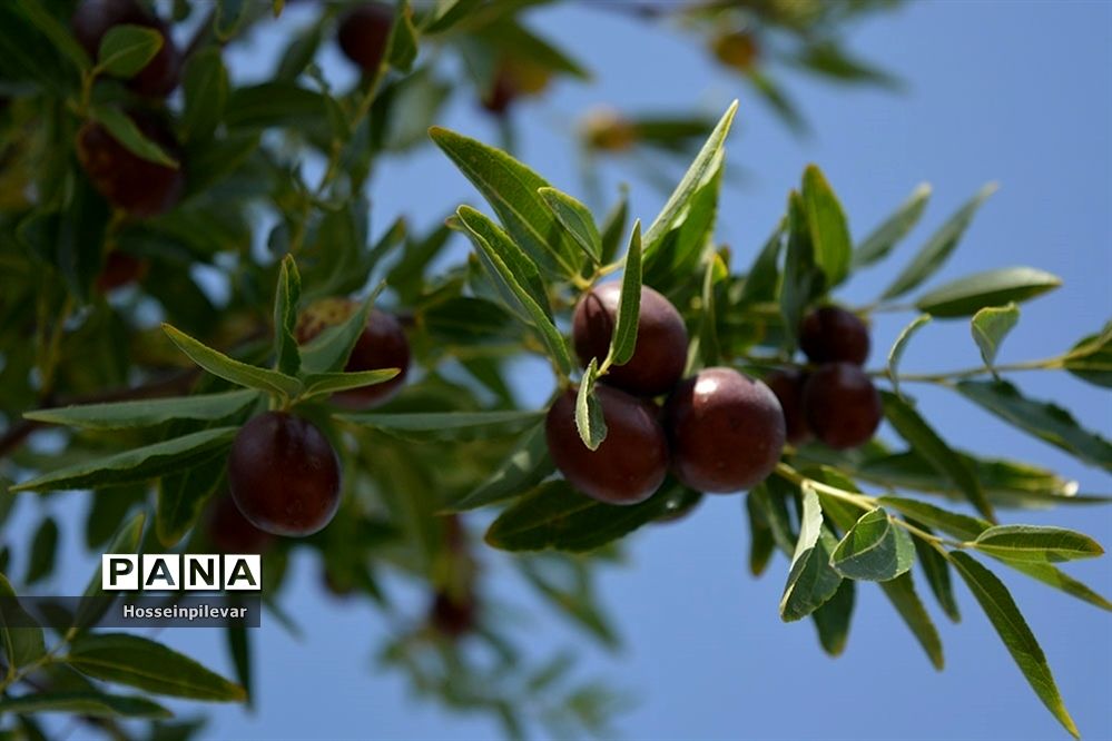 به ثمر رسیدن عناب های بومی شهرستان خوسف