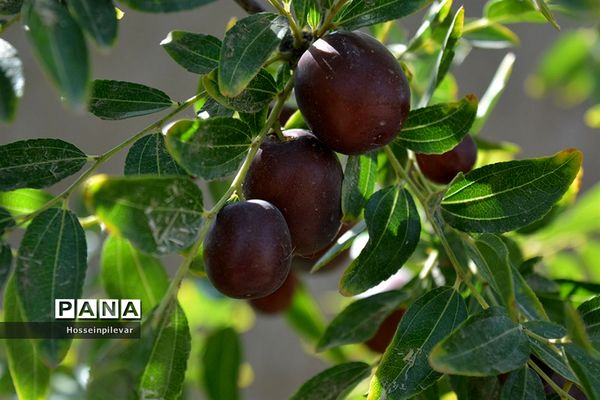 به ثمر رسیدن عناب های بومی شهرستان خوسف