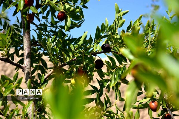 به ثمر رسیدن عناب های بومی شهرستان خوسف