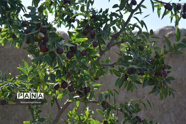 به ثمر رسیدن عناب های بومی شهرستان خوسف