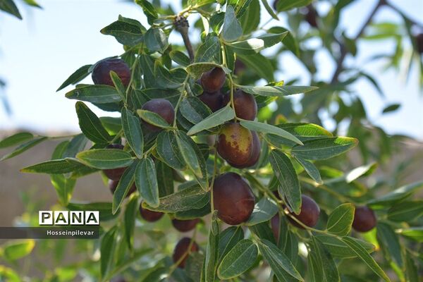 به ثمر رسیدن عناب های بومی شهرستان خوسف