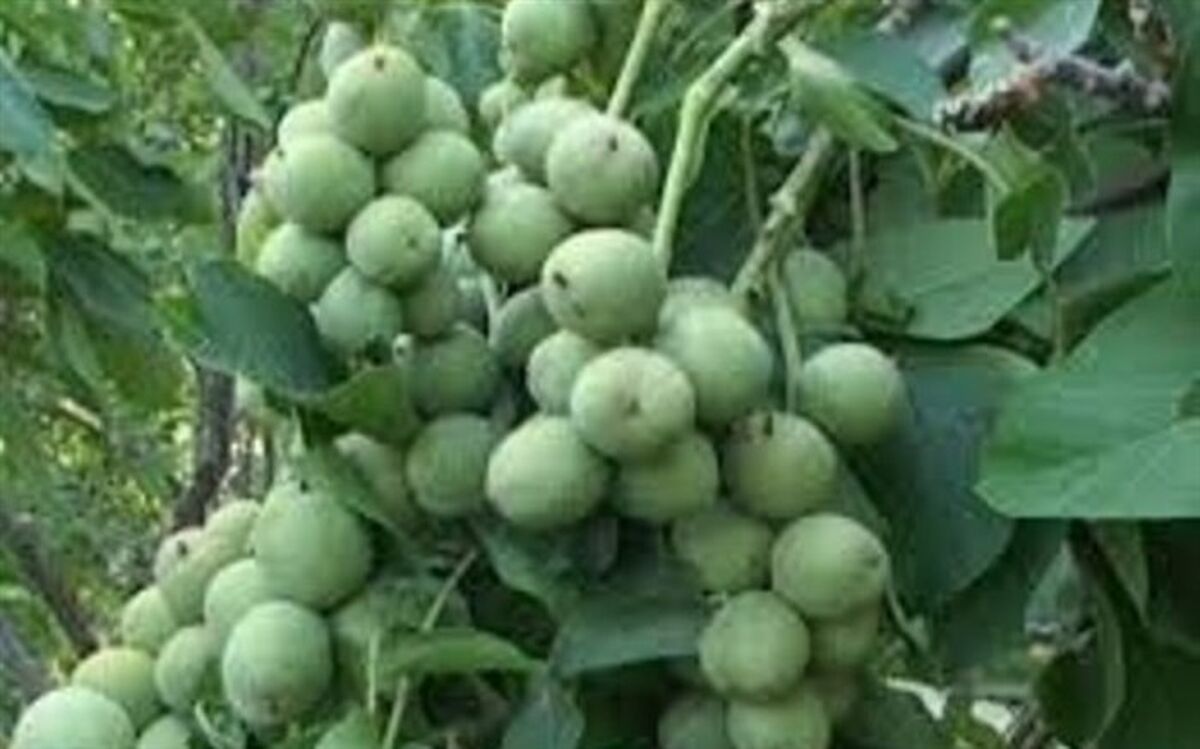 سالی پربار برای باغداران گردو در گیلان