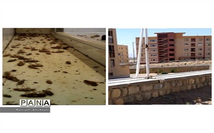 حشرات آپارتمانی دغدغه مردم منظریه