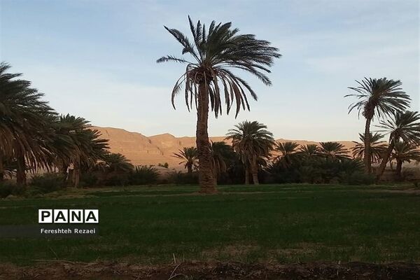 درختان خرما روستای بندان شهرستان نهبندان