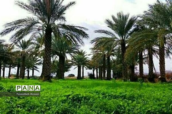 درختان خرما روستای بندان شهرستان نهبندان