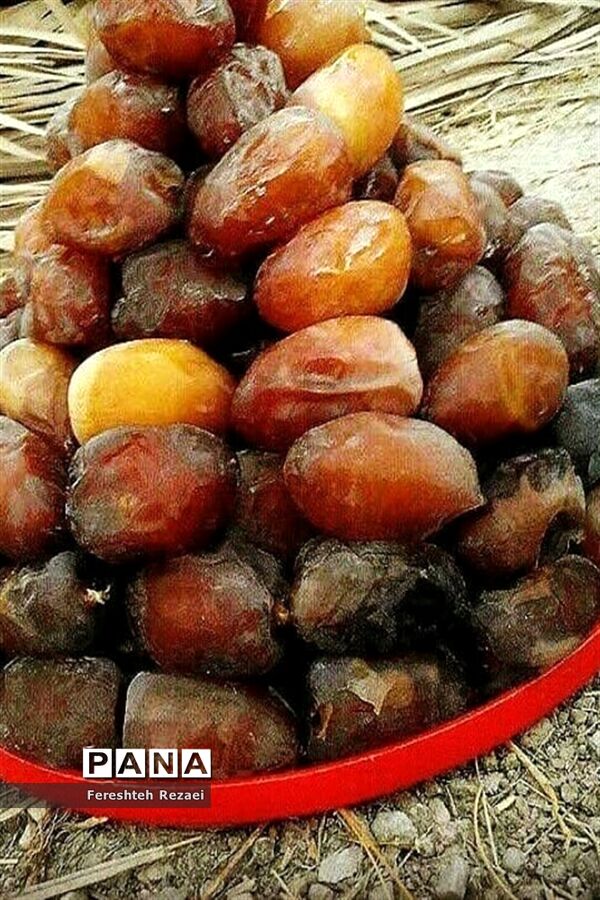 درختان خرما روستای بندان شهرستان نهبندان