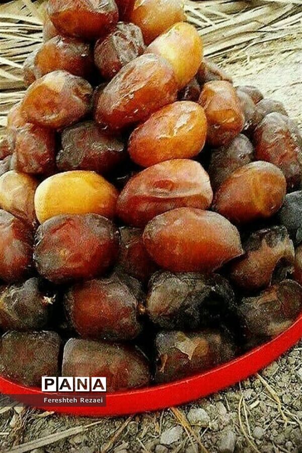 درختان خرما روستای بندان شهرستان نهبندان