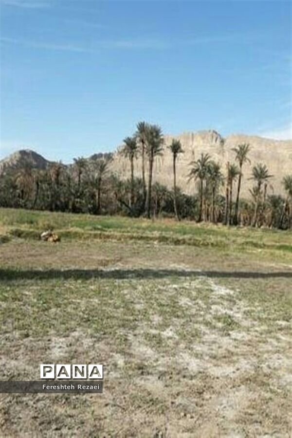 درختان خرما روستای بندان شهرستان نهبندان