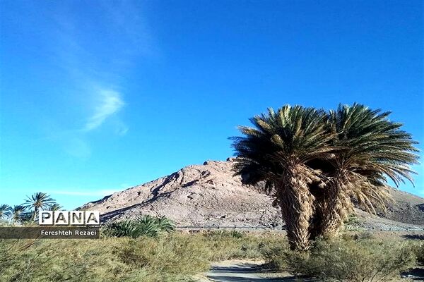 درختان خرما روستای بندان شهرستان نهبندان