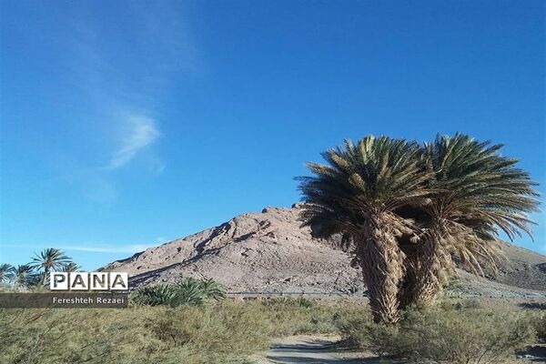 درختان خرما روستای بندان شهرستان نهبندان
