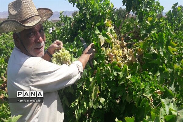 برداشت محصولات انگور از تاکستان‌های منطقه خلیل آباد