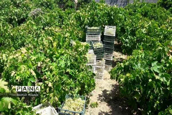 برداشت محصولات انگور از تاکستان‌های منطقه خلیل آباد