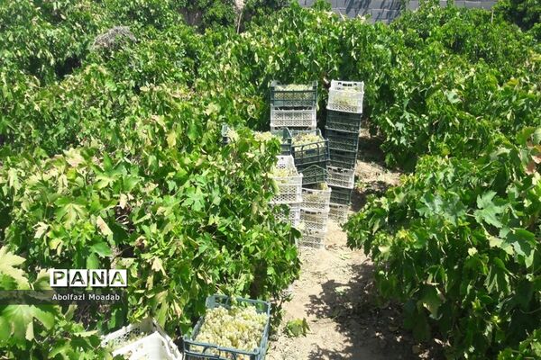 برداشت محصولات انگور از تاکستان‌های منطقه خلیل آباد