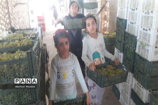 برداشت محصولات انگور از تاکستان‌های منطقه خلیل آباد