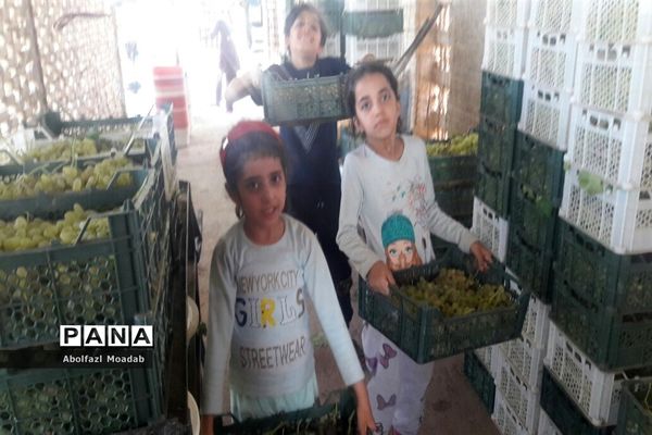 برداشت محصولات انگور از تاکستان‌های منطقه خلیل آباد