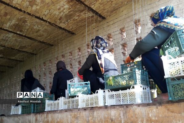 برداشت محصولات انگور از تاکستان‌های منطقه خلیل آباد