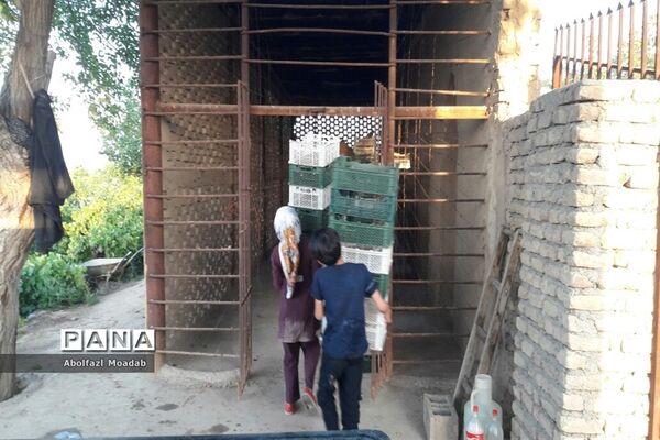 برداشت محصولات انگور از تاکستان‌های منطقه خلیل آباد