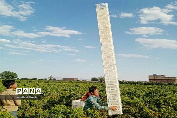 برداشت محصولات انگور از تاکستان‌های منطقه خلیل آباد