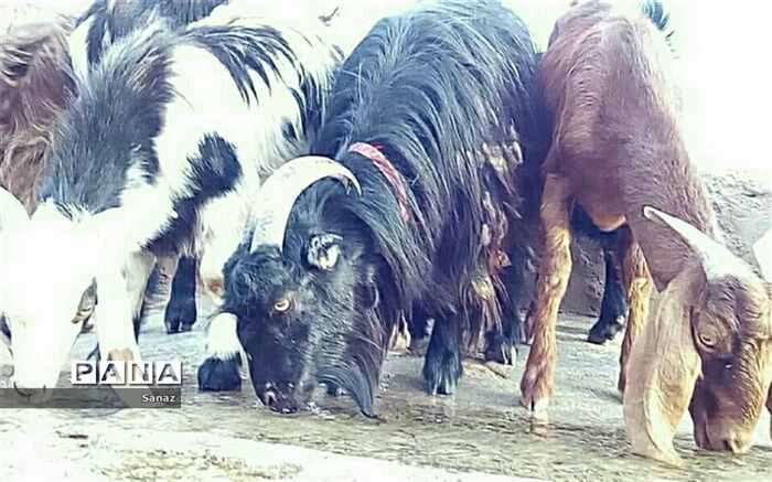 چشمه«توف» چشمه‌ای برای طبیعت