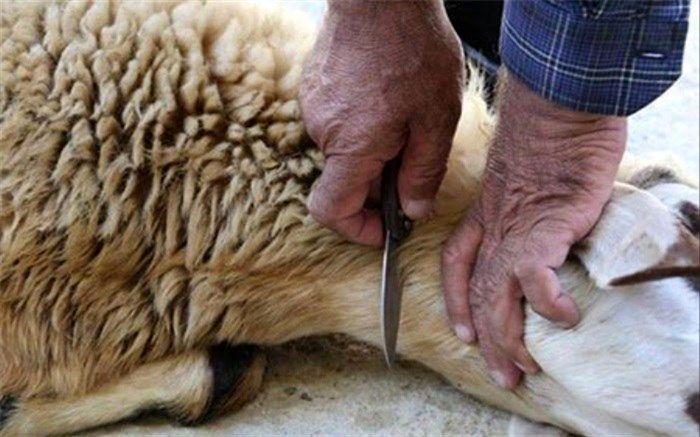 جایگاه‌های عرضه بهداشتی دام تاسوعا و عاشورا باز هستند