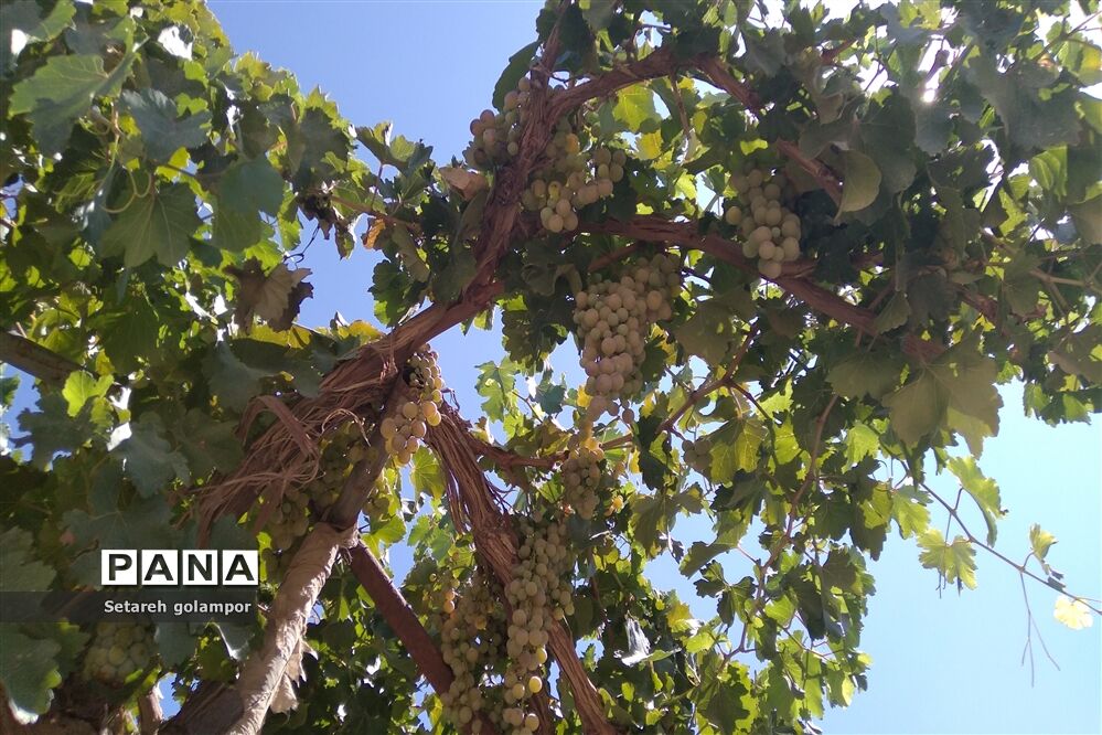 به ثمر رسیدن انگورهای بومی شهرستان درمیان
