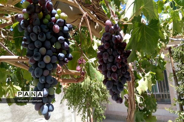 به ثمر رسیدن انگورهای بومی شهرستان درمیان