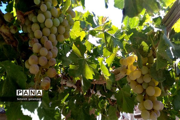به ثمر رسیدن انگورهای بومی شهرستان درمیان