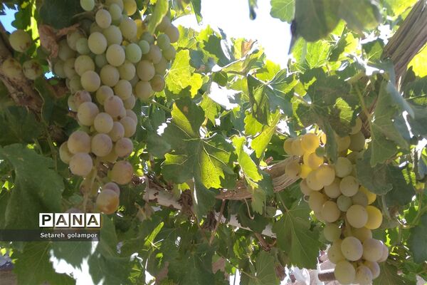 به ثمر رسیدن انگورهای بومی شهرستان درمیان