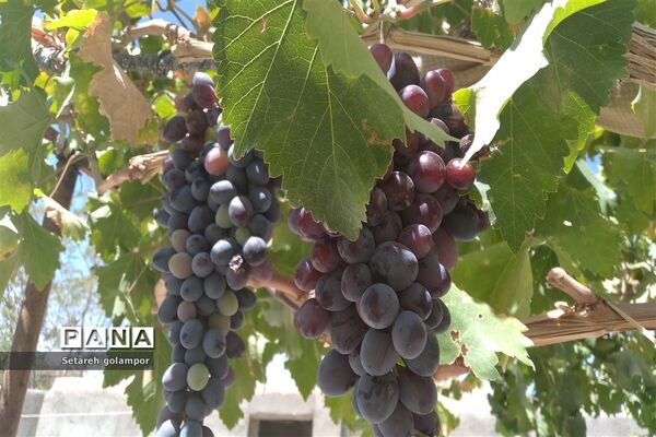 به ثمر رسیدن انگورهای بومی شهرستان درمیان