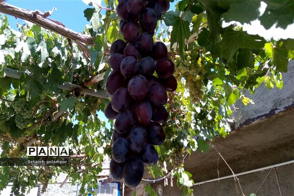 به ثمر رسیدن انگورهای بومی شهرستان درمیان