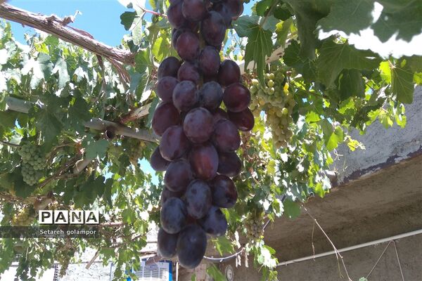 به ثمر رسیدن انگورهای بومی شهرستان درمیان