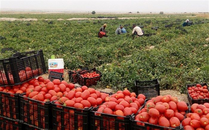 ارومیه پیشتاز تولید گوجه فرنگی در آذربایجان‌غربی است