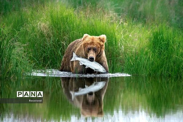 برترین عکس های حیات وحش