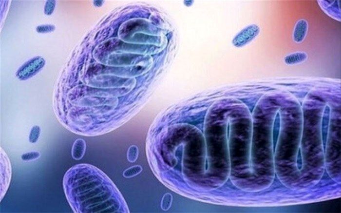 مهمترین کاری که برای مقابله با قارچ سیاه باید کرد/فیلم