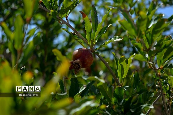 به ثمر رسیدن انار درشهرستان خوسف
