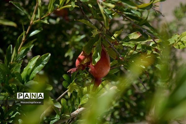 به ثمر رسیدن انار درشهرستان خوسف