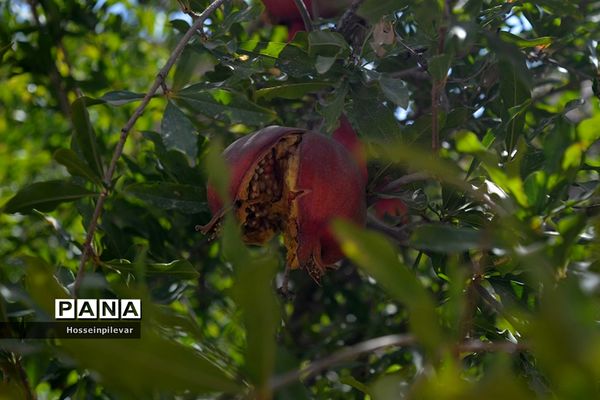 به ثمر رسیدن انار درشهرستان خوسف