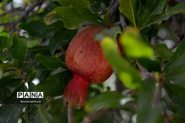 به ثمر رسیدن انار درشهرستان خوسف