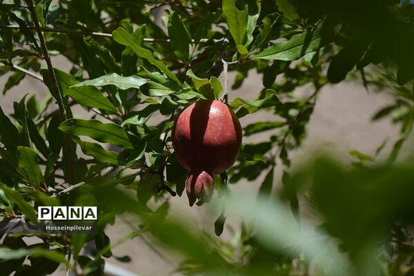 به ثمر رسیدن انار درشهرستان خوسف