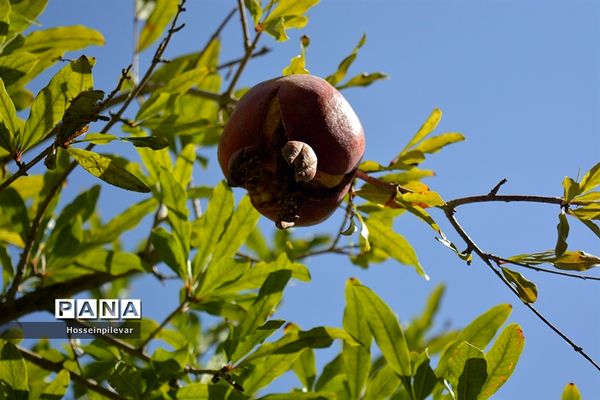 به ثمر رسیدن انار درشهرستان خوسف