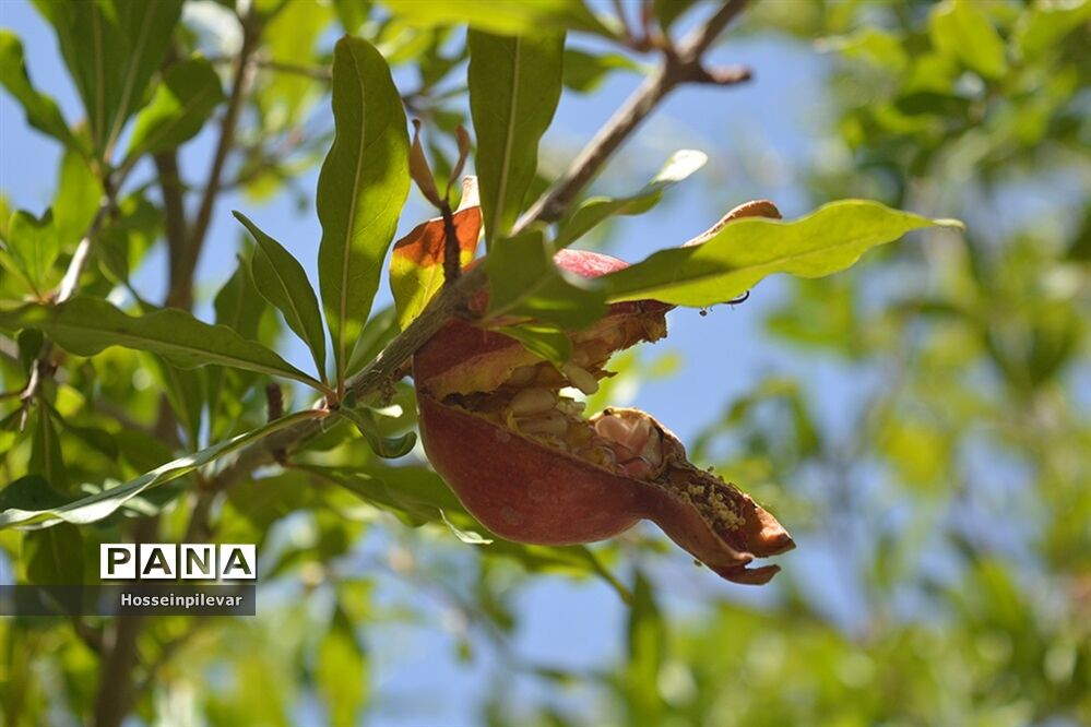 به ثمر رسیدن انار درشهرستان خوسف