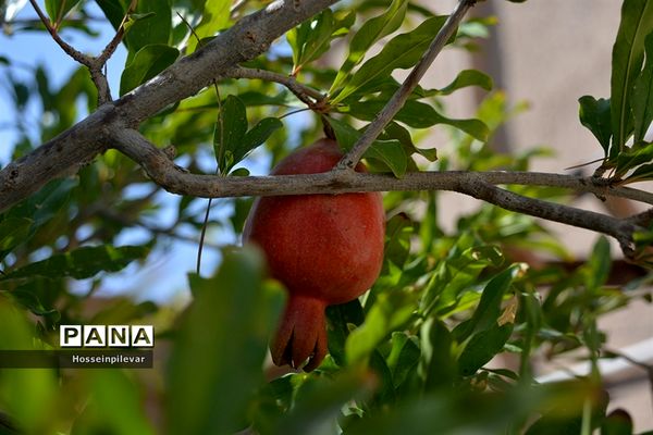 به ثمر رسیدن انار درشهرستان خوسف