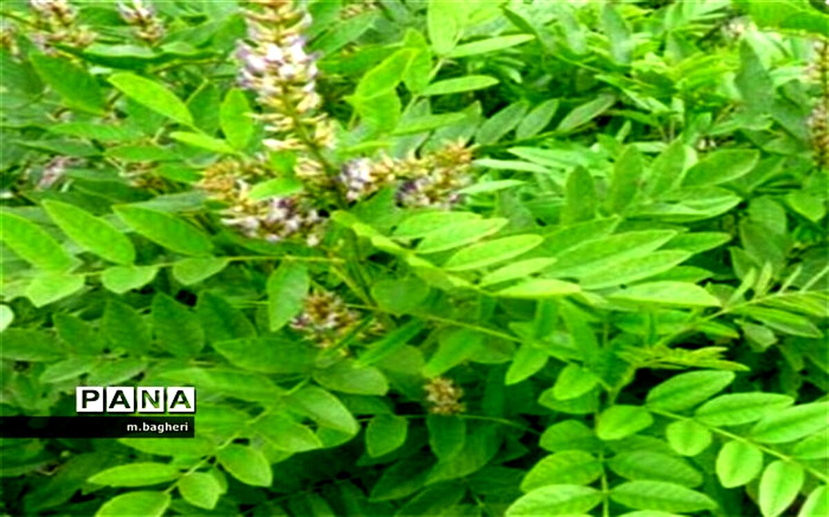 شیرین بیان نعمتی خدادادی در شهر کاج