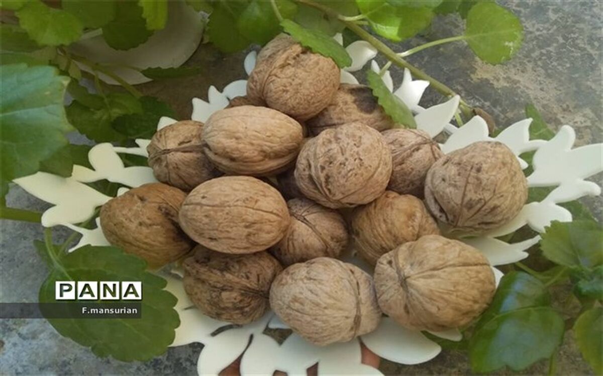 برداشت گردو از باغات منطقه فلارد