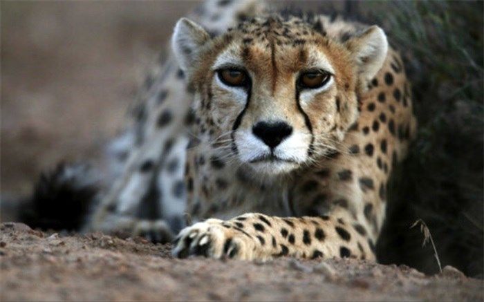 یوزپلنگ ایرانی در معرض انقراض