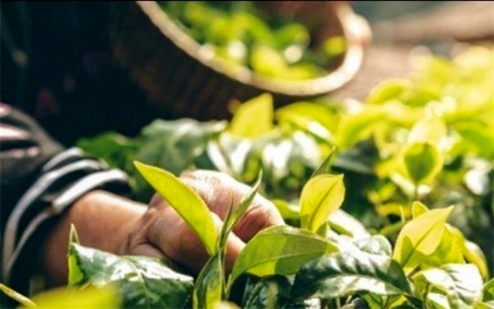 ۱۵۰ هکتار از اراضی نمین به کشت گیاهان دارویی اختصاص یافت