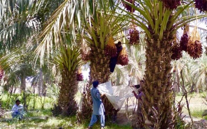 پیش‌بینی برداشت ١٣ هزار تن خرما از نخلستان‌های سرباز