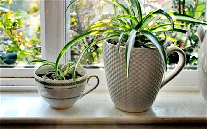 پنج گیاه آپارتمانی مفید برای سلامتی+اینفوگرافیک