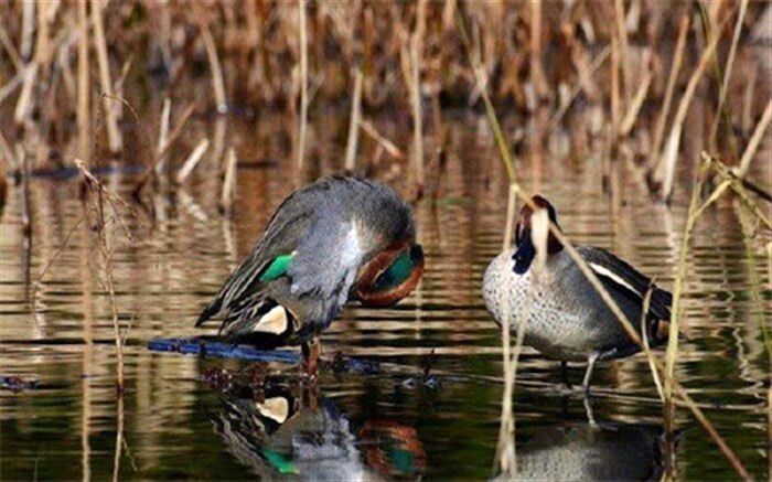 ورود پیش قراولان پرندگان مهاجر به گیلان