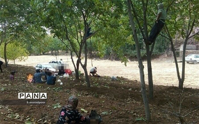 فصل برداشت گردو از راه رسید